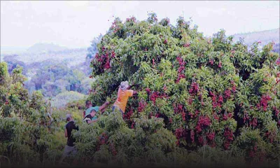 Reunion Island: Mauritians used as slave labour