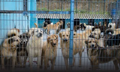 Corée du Sud : un texte interdisant le commerce de viande de chien adopté par le Parlement