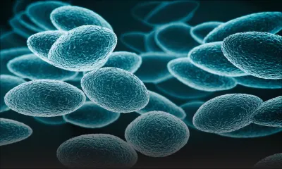 Un rare cas de peste bubonique confirmé aux Etats-Unis