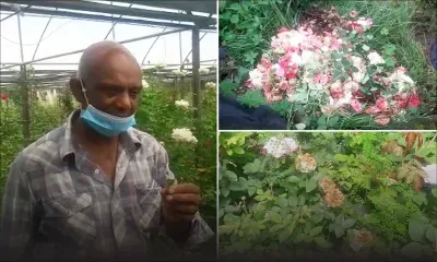 Moka : Un cultivateur de fleurs doit jeter entre 50 % et 60 % de sa production