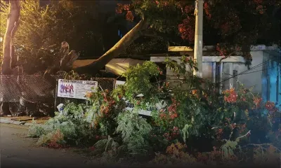 Petite-Rivière : un flamboyant se couche sur la route