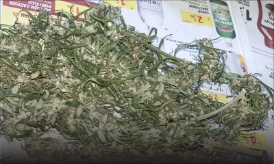 Axe Réunion/Maurice - Zamal : le trafic de l’or vert, un business qui rapporte 