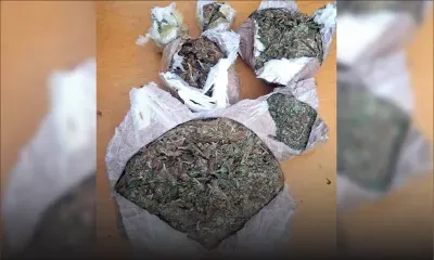 Trafic de drogue : le zamal réunionnais conquiert Rodrigues 