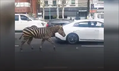 Corée : un zèbre s'échappe d'un zoo et se promène dans les rues !