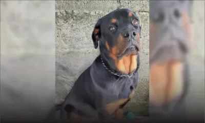 Son Rottweiler avait attaqué une fillette - Anouska : «Rendez-moi mon Zul»