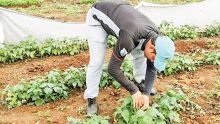 Post-Freddy : des planteurs souhaitent une régularisation des prix des légumes