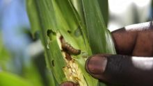 Chenille légionnaire : une catastrophe guette le pays