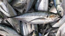Étude sur les bancs de Saya de Malha : Maurice veut exploiter le ‘round scads’ et le ‘horse mackerel’