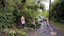 Post-Batsirai : Des endroits toujours sous la menace d’arbres dangereux