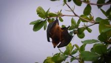 10000 chauves-souris seront abattues