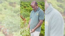 Saïd Bundhoo : producteur de piments