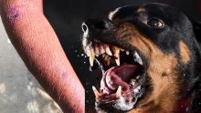 Chiens de race, chiens agressifs ? Deux pensionnaires agressées en moins de 24 heures