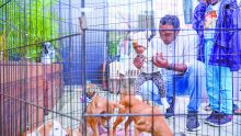 Journée d’adoption à PetStore : des centaines de Mauriciens mobilisés