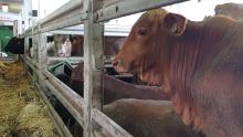 Importation de bétail : la continuité pour Agro-boss Feedlot Co. Ltd