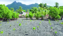 8th June World Ocean Day : the best time to plant mangroves is NOW