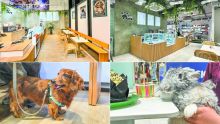 Pet Café by Pet Store : des friandises pour lui, du latte pour vous ! 