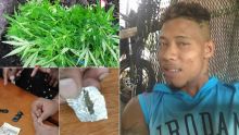 À Camp-Ti-Rodrigues : du gandia, de l’héroïne et de la drogue synthétique saisis chez un récidiviste