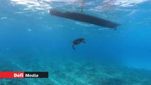 Interdiction de nager avec les tortues de mer, de les nourrir…
