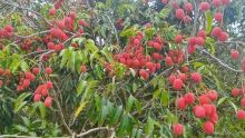 À Beau-Bassin : surpris deux fois le même jour, un voleur de litchis est lynché 