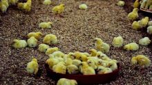 Eau-Coulée : 200 poussins et 1 200 kilos de nourriture pour volaille volés