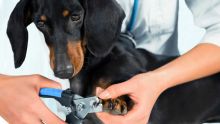 Comment entretenir les griffes de son chien ?