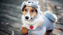 Comment savoir si le chien a froid?