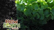 Production locale : Innodis commercialise le légume bio New Earth™