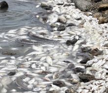 Poissons morts: la chaleur et un manque d’oxygène en seraient la cause