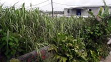 Camp-Caval, Curepipe : un terrain en friche appartenant à la CWA devient un repairepour les malfrats