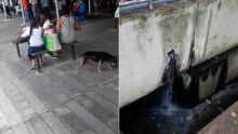Chiens errants, WC qui débordent…Quand tout va à vau-l’eau au marché de Flacq