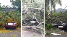 Casernes Centrales : cinq voitures endommagées après une chute d'arbre