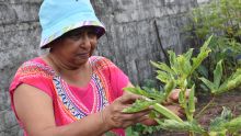 Lakshmi Gunessee : pionnière de l’agriculture bio à Maurice