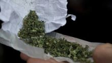 Rajeunissement des trafiquants de drogue : un collégien arrêté pour trafic de cannabis