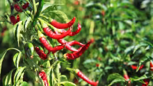Insolite : il avale 50 piments en une minute