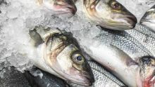 Poissons : Maurice parmi les trois plus grands exportateurs en Afrique