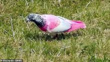 Ils croyaient voir un pigeon rose mauricien… en Angleterre