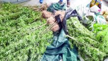 Résidence La Cure : des plants de cannabis valant Rs 800 000 déracinés à Ti-Rodrig