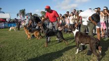 Animaux de compagnie : le show des chiens et des chats
