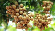 Des planteurs se penchent sur l’exportation des longanes