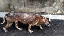 À Route Bassin : des chiens malades abandonnés