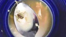Un cafard retrouvé dans une soupe