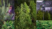 À Pointe-aux-Piments : un homme utilise une chambre pour cultiver du cannabis chez lui
