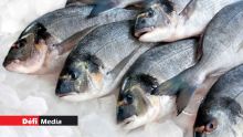 Du 1er au 20 décembre : l’importation de 400 tonnes de poisson Capitaine autorisée