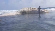 Rodrigues : une baleine coincée sur les rives de Rivière Banane