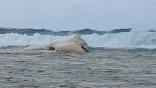 Un cachalot s’échoue à Bel-Ombre