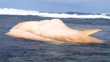 La National Coast Guard n’arrive pas à dégager le cachalot échoué à Bel-Ombre  