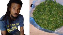 Camp-Caval, Curepipe : Saisie de Rs 800 000 de cannabis