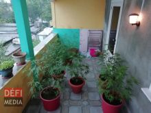 Il cultivait du cannabis chez lui : un habitant de Curepipe arrêté