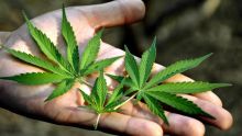 Étude sur la légalisation du cannabis sur 600 Mauriciens : 46 % des sondés sont favorables 