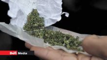 Au Cœur de l’Info - Légalisation du cannabis : Les Mauriciens sont-ils pour ou contre ?